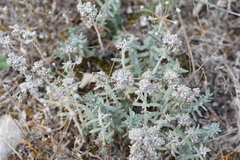 Teucrium capitatum capitatum