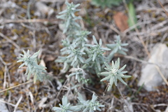 Teucrium capitatum capitatum
