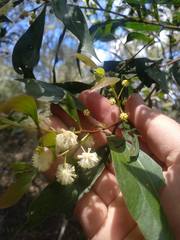 Acacia binervata