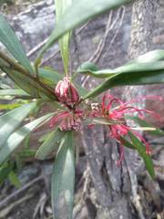Grevillea oleoides