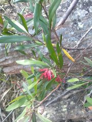 Grevillea oleoides
