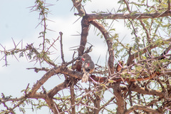 Rhodophoneus cruentus