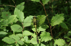 Gomphus schneiderii