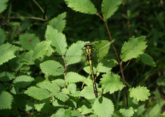 Gomphus schneiderii