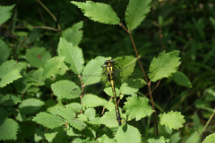 Gomphus schneiderii