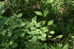 Gomphus schneiderii