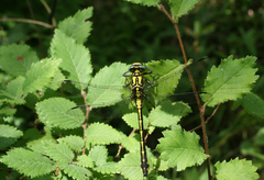 Gomphus schneiderii
