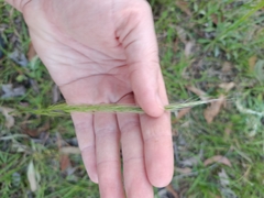 Dichelachne micrantha