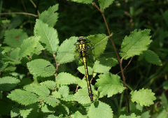 Gomphus schneiderii