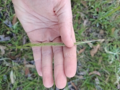 Dichelachne micrantha