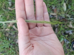 Dichelachne micrantha