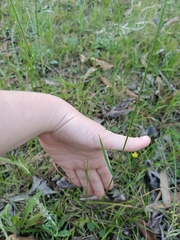 Dichelachne micrantha