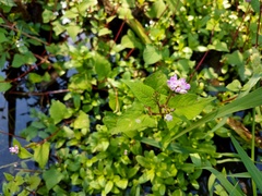Persicaria