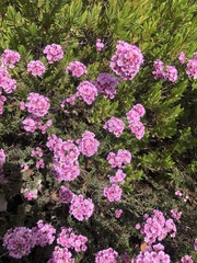 Verticordia plumosa