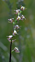 Prasophyllum apoxychilum