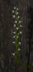 Prasophyllum apoxychilum
