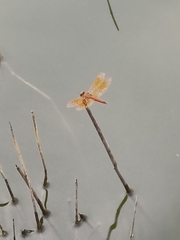 Brachythemis contaminata