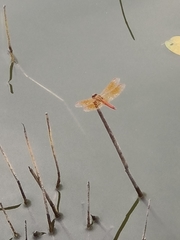 Brachythemis contaminata