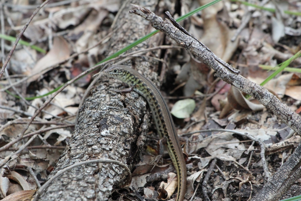 White-Faced Ctenotus