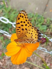 Argynnis hyperbius hyperbius