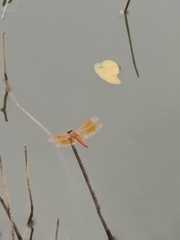 Brachythemis contaminata