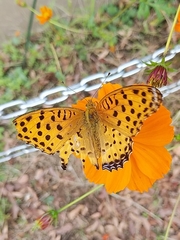 Argynnis hyperbius hyperbius