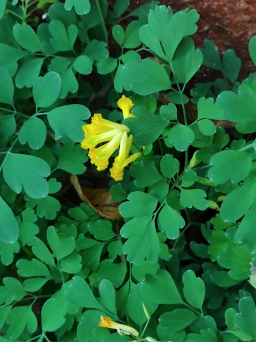 Yellow Corydalis