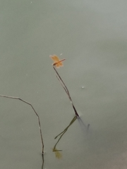 Brachythemis contaminata