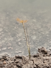 Brachythemis contaminata