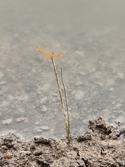 Brachythemis contaminata