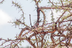 Rhodophoneus cruentus