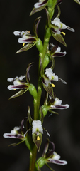 Prasophyllum apoxychilum