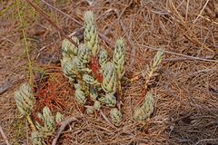 Petrosedum sediforme