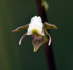 Prasophyllum apoxychilum