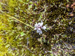 Prasophyllum cucullatum