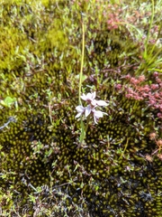 Prasophyllum cucullatum