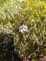 Prasophyllum cucullatum