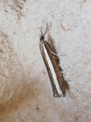 Agriphila latistria