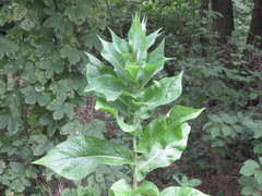 Lactuca quercina