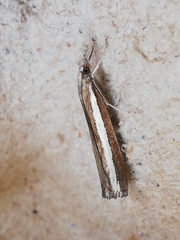 Agriphila latistria