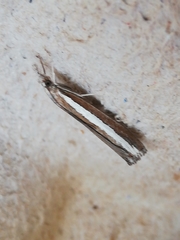 Agriphila latistria