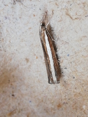 Agriphila latistria