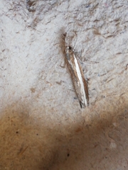 Agriphila latistria