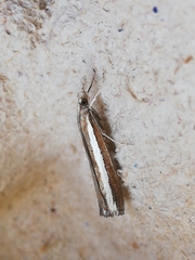 Agriphila latistria