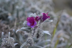 Echium albicans