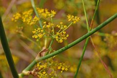 Foeniculum vulgare