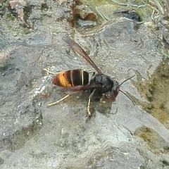 Vespa velutina