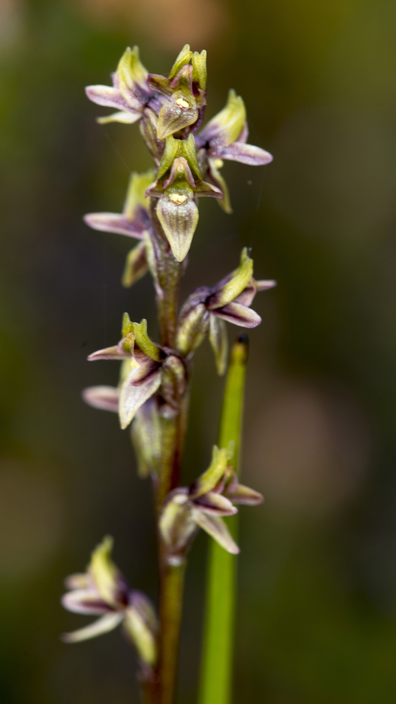 Alpine leek orchid