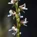 Prasophyllum amoenum - Photo (c) Keith Martin-Smith, algunos derechos reservados (CC BY-NC), subido por Keith Martin-Smith