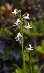 Prasophyllum amoenum